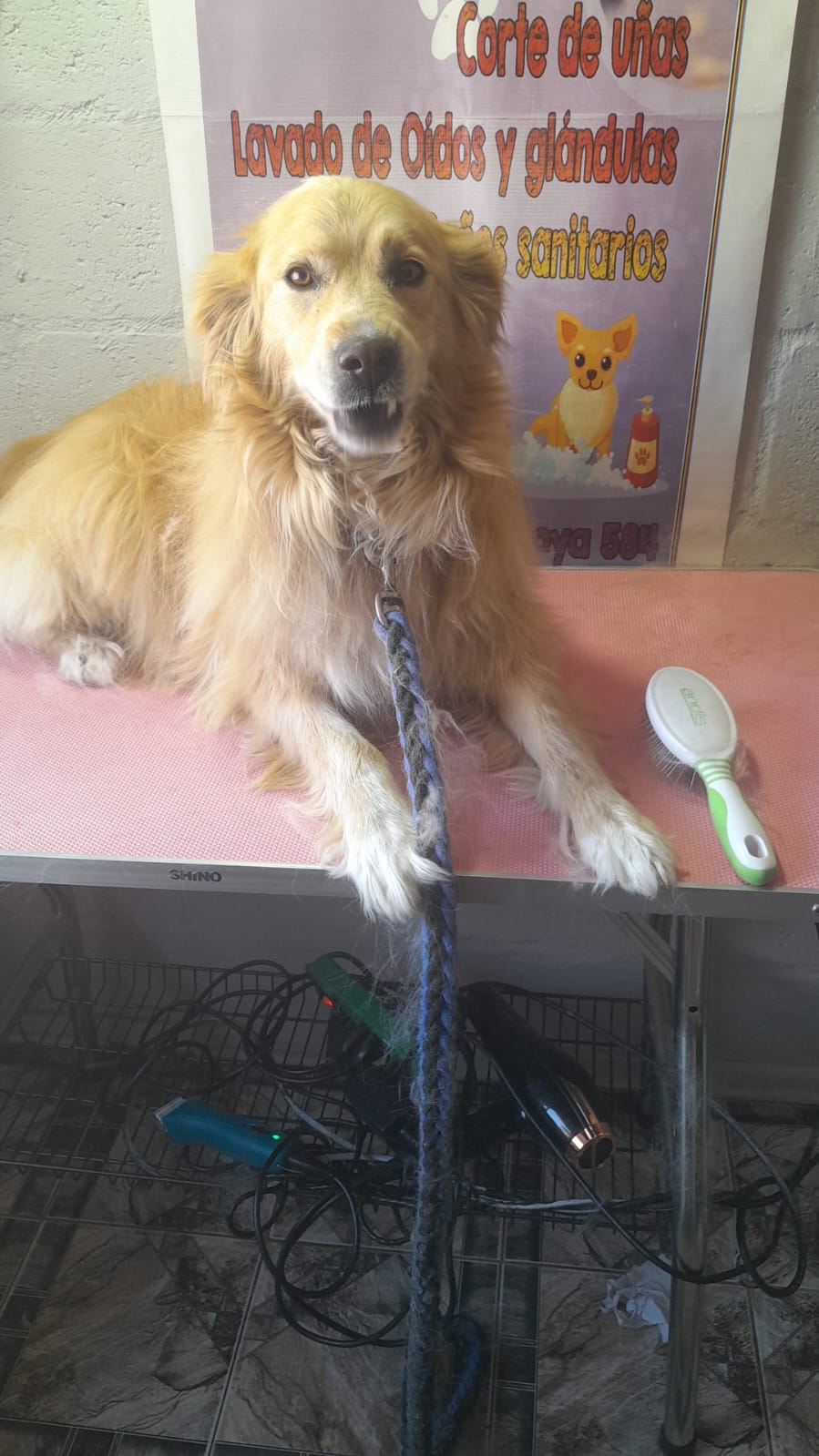 Peluquería canina - Imagen 2