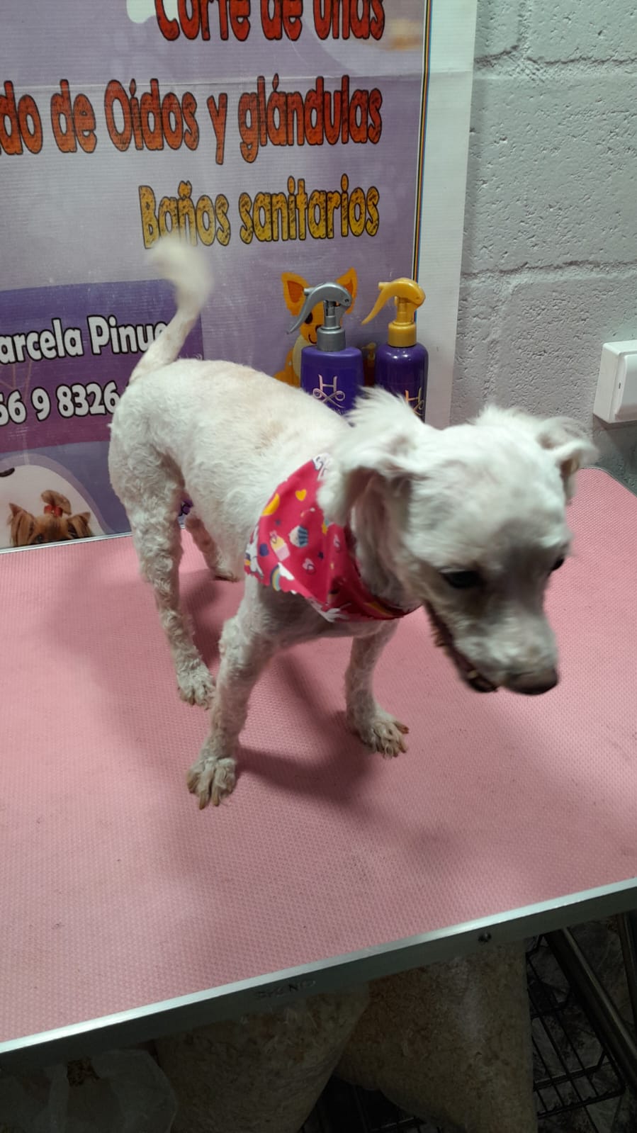 Peluquería canina - Imagen 6